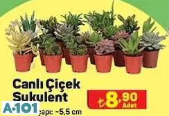 CANLI ÇİÇEK SUKULENT CANLI ÇİÇEK SUKULENT